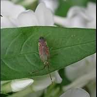 Photograph of Pantilius tunicatus