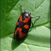 foto Cercopis vulnerata