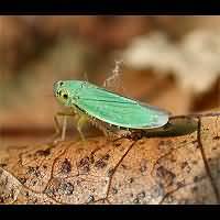 picture Cicadella viridis