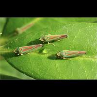 picture Rhododendron cicada