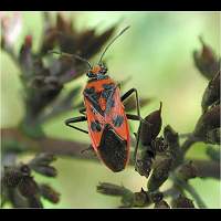 picture Corizus hyoscyami