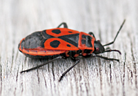 Foto van volwassen vuurwants, rood en zwarte kever