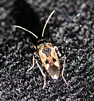 photo of Rhyparochromus vulgaris