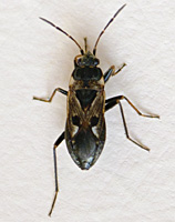 photo of Rhyparochromus vulgaris