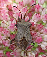 photograph Coreus marginatus