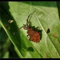 foto van Coreus marginatus