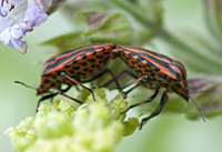 foto van Graphosoma lineatum