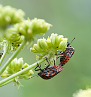 photo of Striped Shield Bug