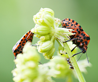 picture of Graphosoma lineatum