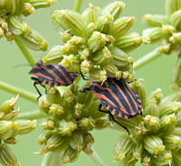 foto van Graphosoma lineatum