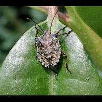 foto Pentatoma rufipes larve