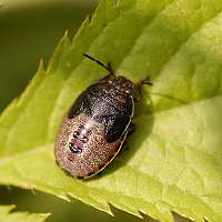 foto Piezodorus lituratus, masc.