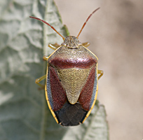 picture Gorse Shieldbug