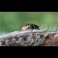 picture Gorse Shieldbug