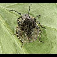 Photograph of Raphigaster nebulosa