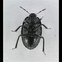 picture Sehirus luctuosus