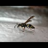 picture Mason Wasp