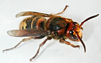 photograph Vespa crabro