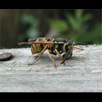 foto Vespula germanica