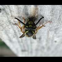 foto Vespula germanica