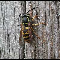 foto Vespula germanica