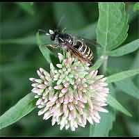 foto Vespula vulgaris