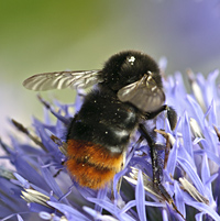 foto van Steenhommel