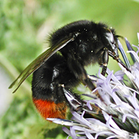 foto van Steenhommel