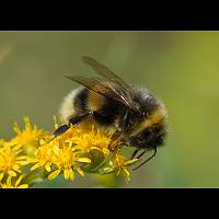 foto Bombus lucorum