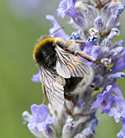 picture White-tailed Bumblebee