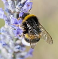 picture White-tailed Bumblebee