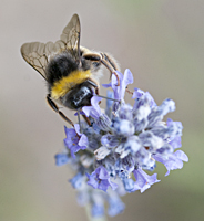 foto Veldhommel