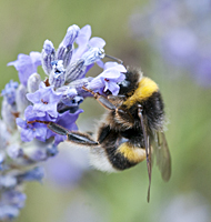 picture White-tailed Bumblebee