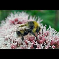 foto Bombus lucorum