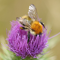 picture Common Carder Bee