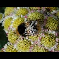 picture Bombus pratorum