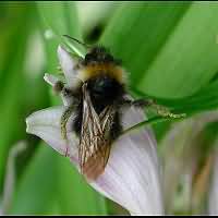 photograph Bombus Sylvestris