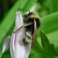 foto Vierkleurige Koekoekhommel