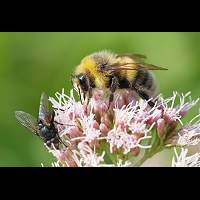 foto Aardhommel