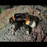 foto Bombus terrestris