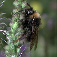 picture Vestal Cuckoo Bumblebee