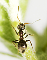 photograph Lasius niger