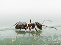 foto van Zwarte Wegmier, Lasius niger