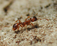 foto Myrmica rubra