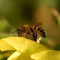 picture Apis mellifera