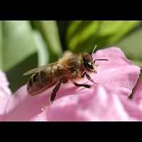 photograph Apis mellifera