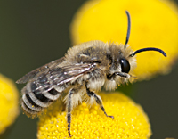 foto van Wormkruidbij, Colletes daviesanus