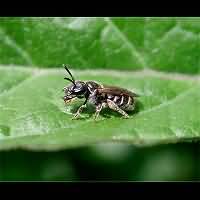 photograph Lasioglossum sexstrigatum