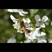 foto Nomada ruficornis