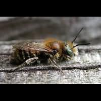 picture Blue Mason Bee